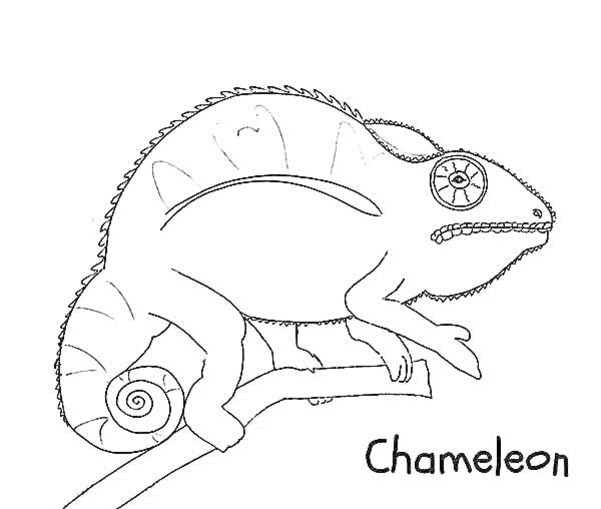 Раскраска Хамелеон на ветке с надписью Chameleon