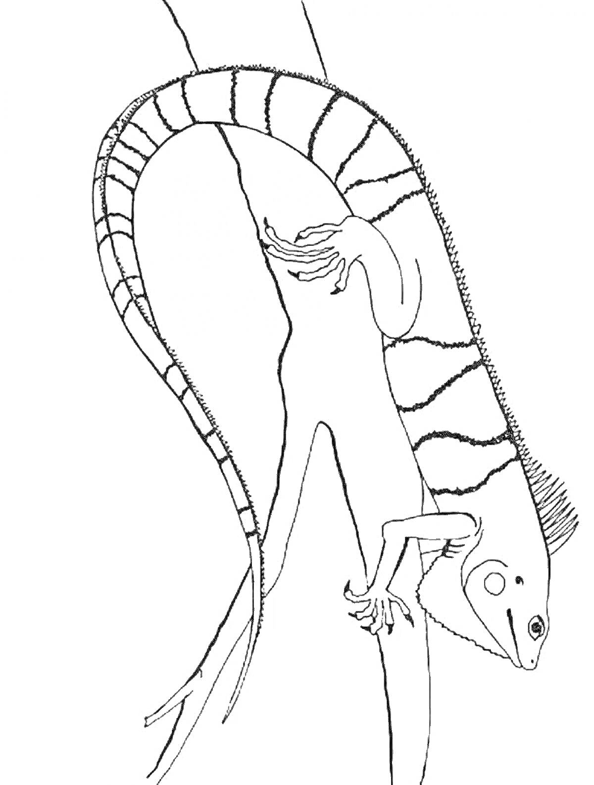 Раскраска Игуа́на на ветке в террариуме