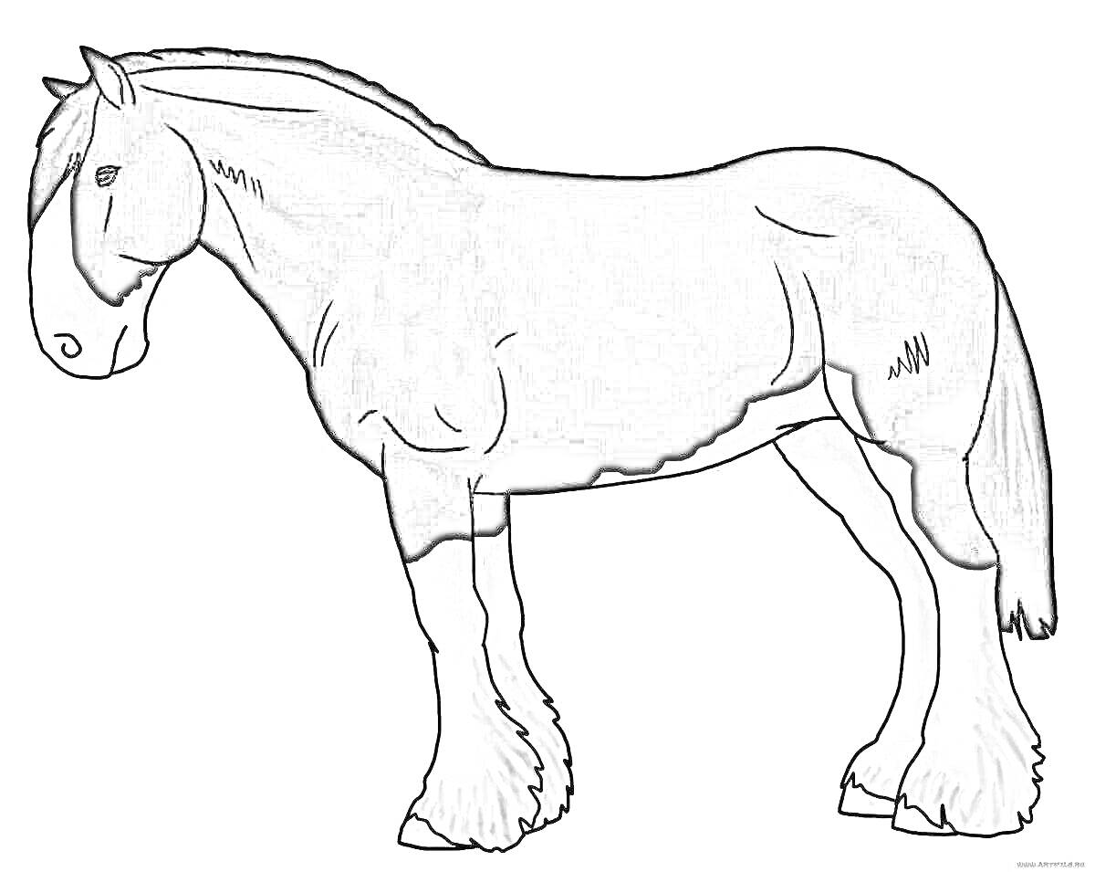 Раскраска Лошадь в стиле шайр, стоящая на боковой проекции