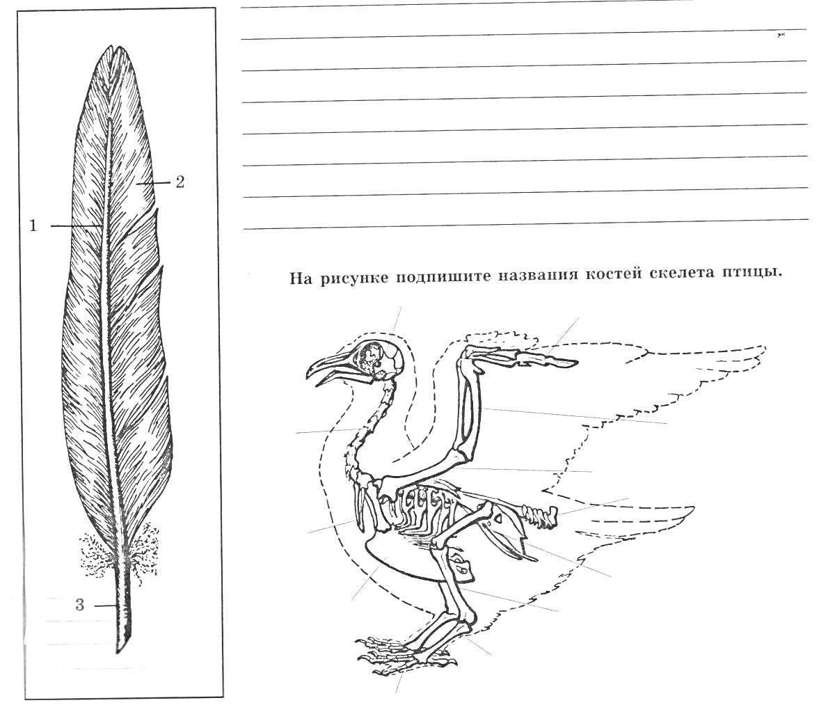 Раскраска Части пера и скелет птицы: Внешнее строение пера и внутреннее строение птицы