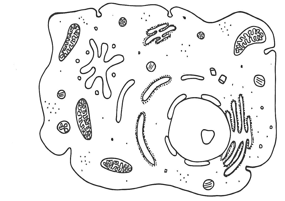 Раскраска Строение клетки: ядерная оболочка, митохондрии, эндоплазматическая сеть, рибосомы, вакуоли, лизосомы, аппарат Гольджи