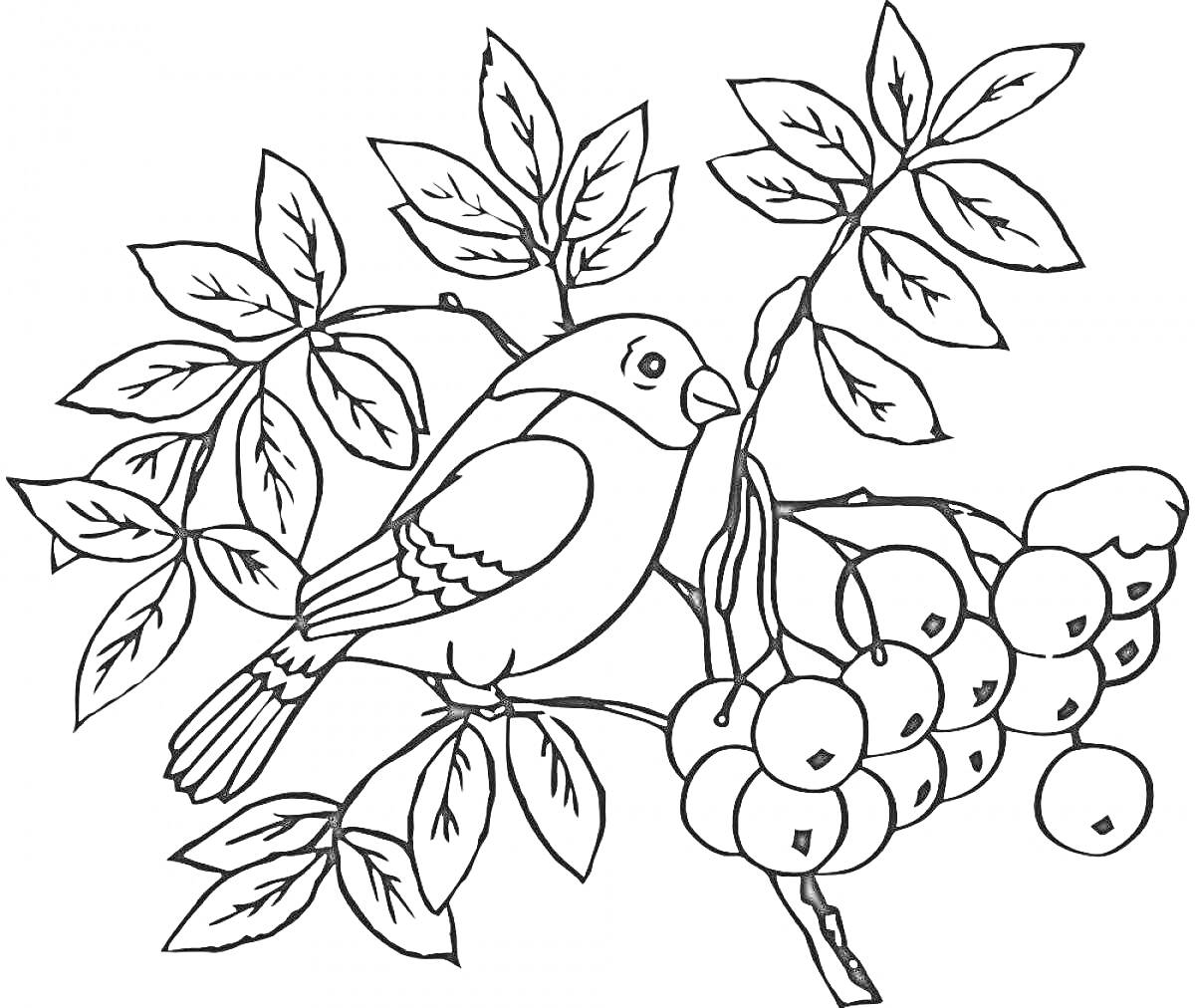 На раскраске изображено: Снегирь, Ветка, Рябина, Листья, Ягоды, Птица, Природа