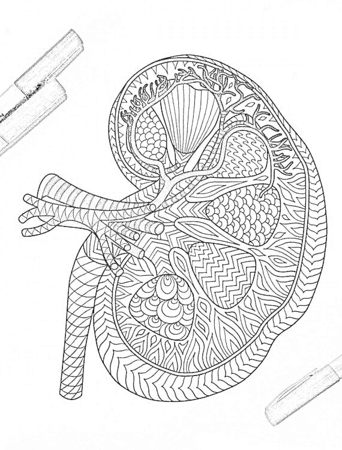 Анатомическая раскраска почки с сегментами, артериями и узорами
