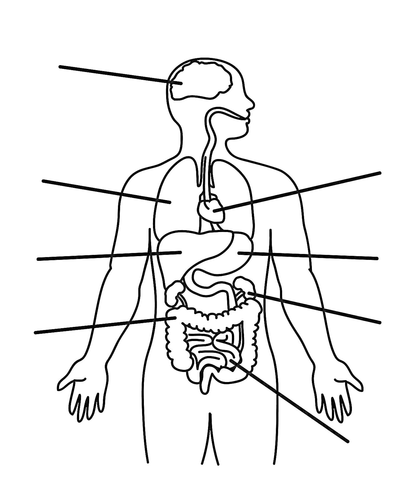 На раскраске изображено: Внутренние органы, Анатомия, Мозг, Легкие, Живот, Желудок, Кишечник, Пищевод, Человек