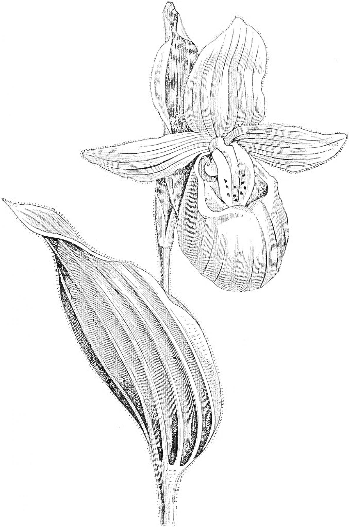 На раскраске изображено: Венерин башмачок, Орхидея, Ботаника, Листья, Природа