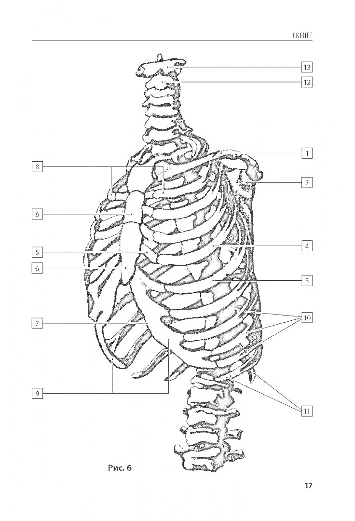 На раскраске изображено: Анатомия, Скелет, Позвоночник, Рёбра, Мышцы, Человек, Грудная клетка