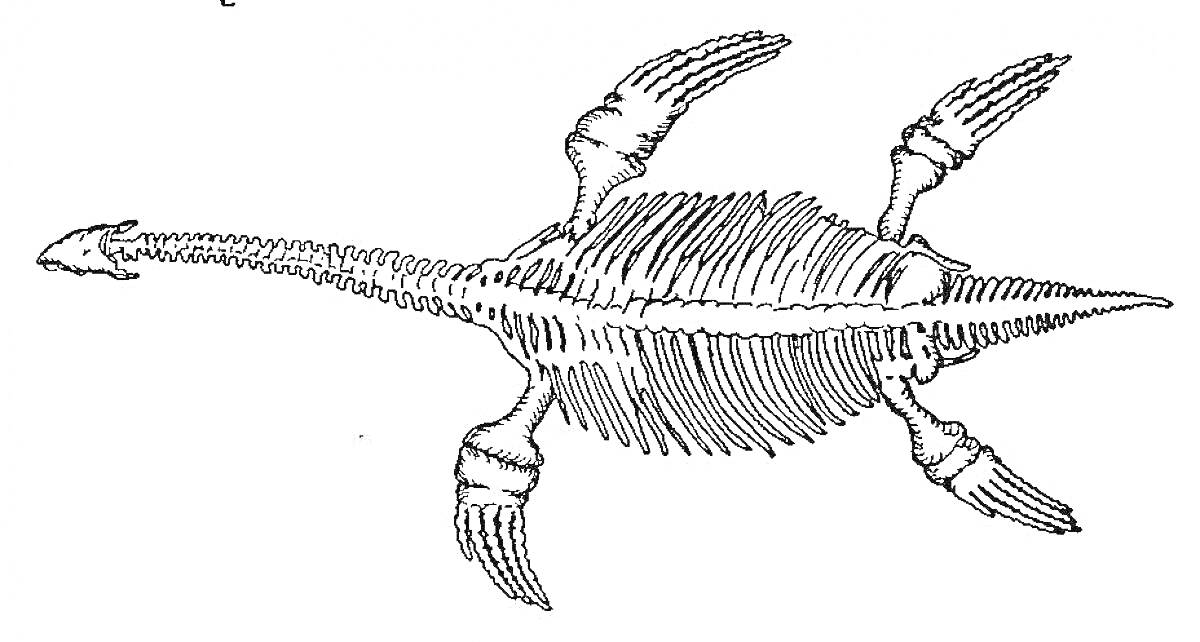 Плезиозавр с четырьмя ластами и длинной шеей