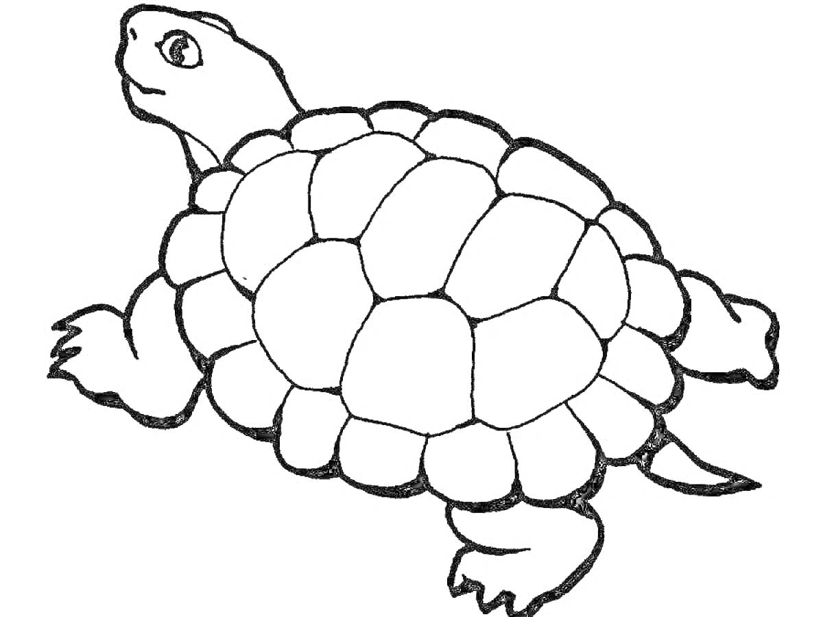 Раскраска Черепаха с детализированным панцирем и конечностями