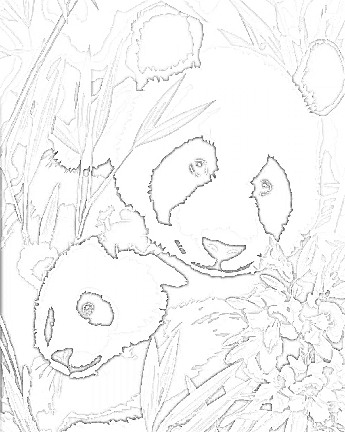 На раскраске изображено: Панды, Бамбук, Цветы, Природа, Дикая природа