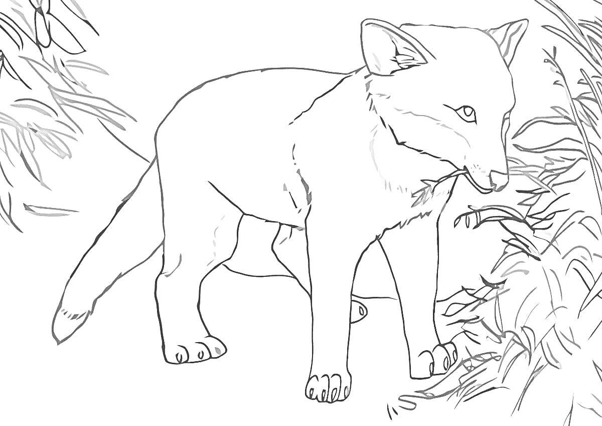 Раскраска красный волк среди травы