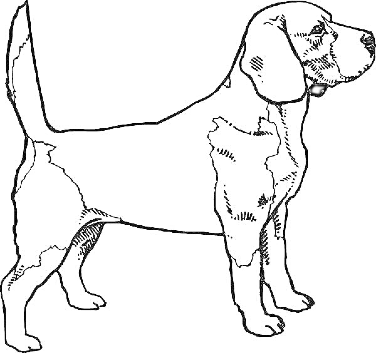 На раскраске изображено: Собака, Стоящая собака, Домашние животные