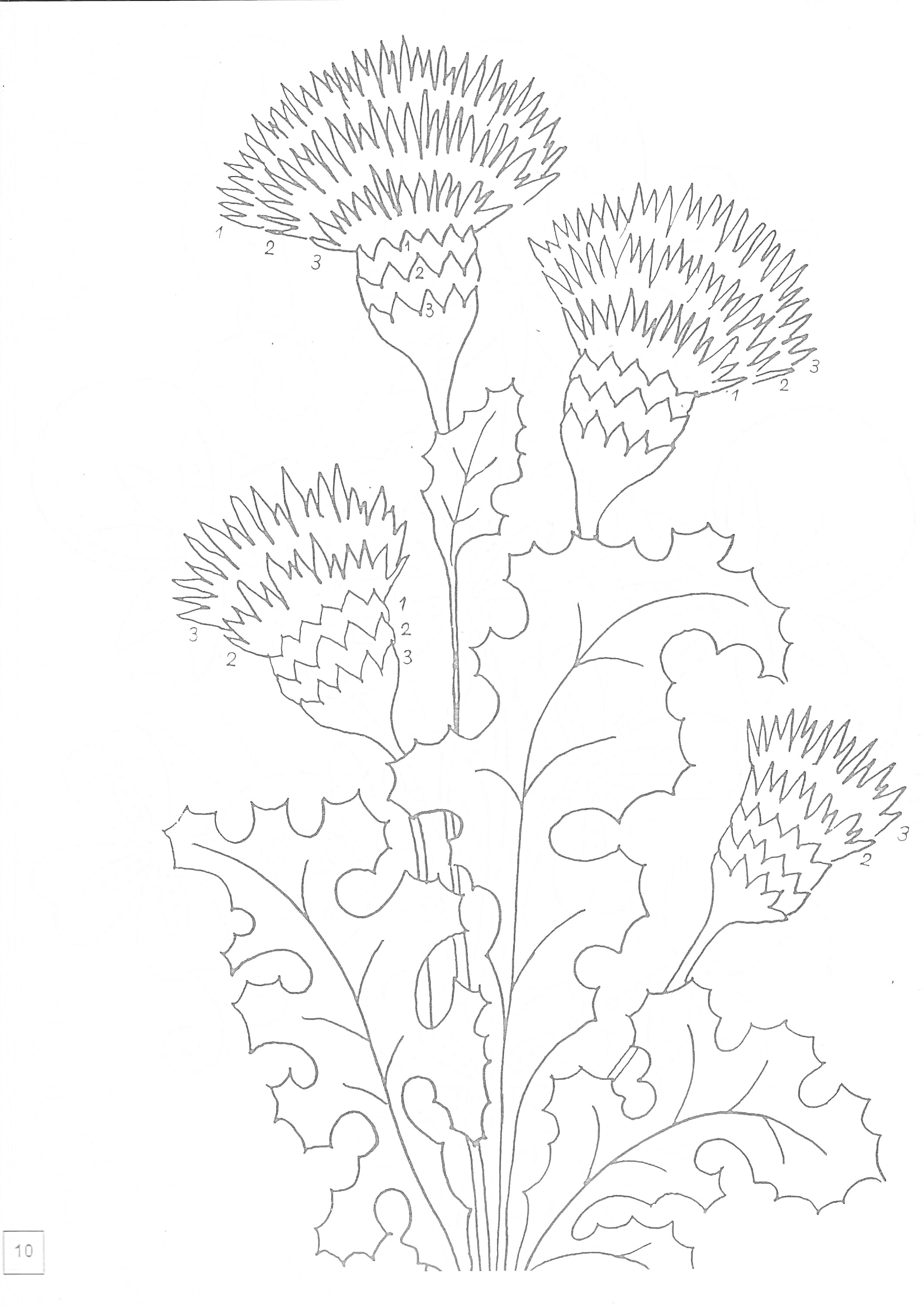 На раскраске изображено: Чертополох, Листья, Цветы, Колючки, Ботаника