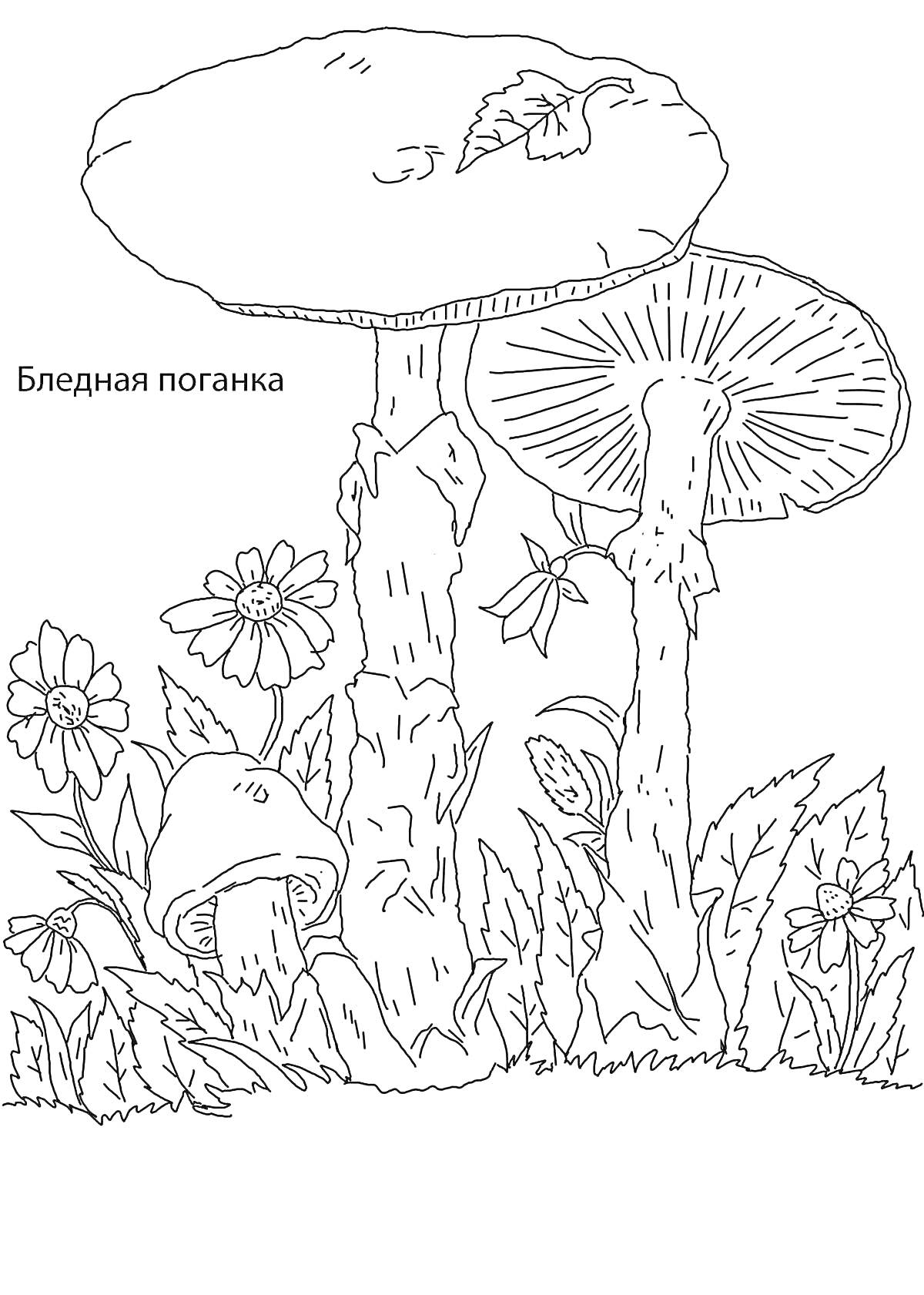 Раскраска Бледная поганка, цветы, трава, листья