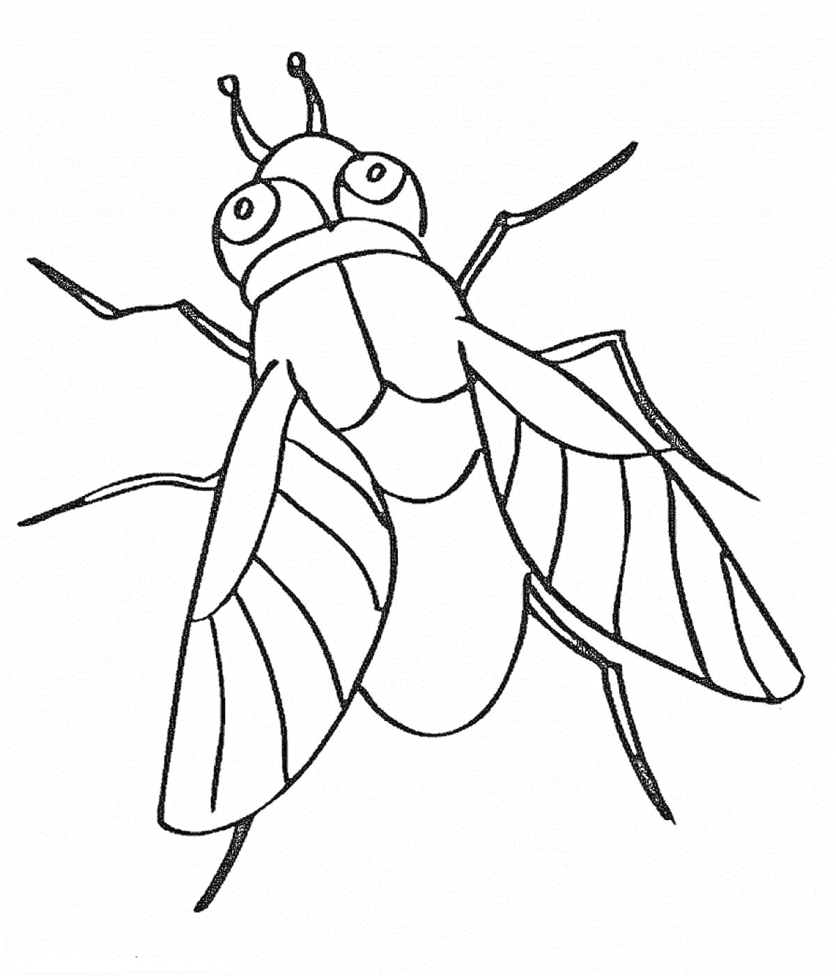 Раскраска Муха с антеннами, крыльями и полосатым телом