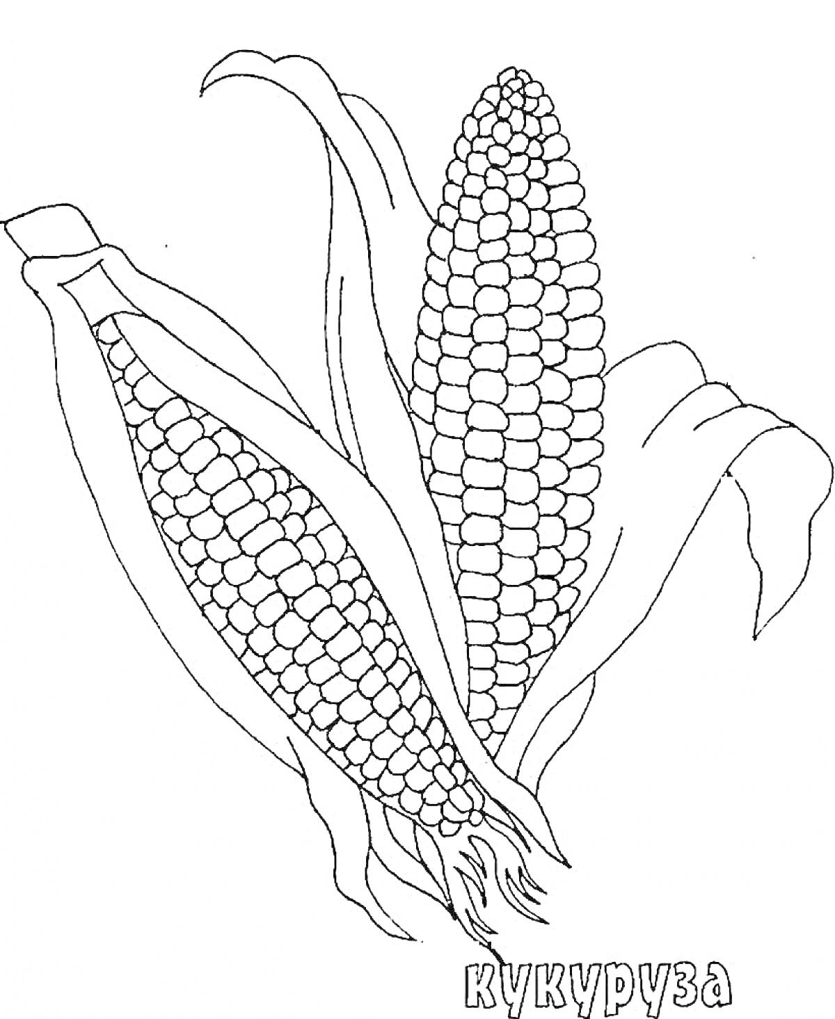 На раскраске изображено: Кукуруза, Початок, Листья, Агрокультура, Еда