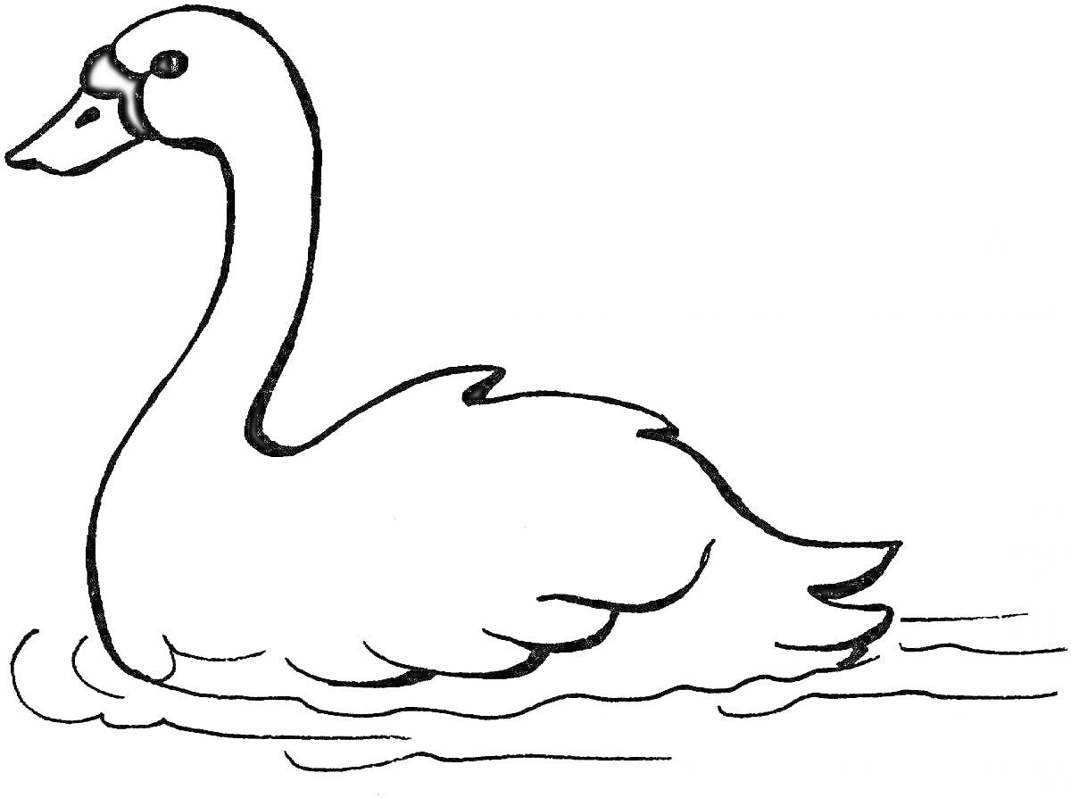 На раскраске изображено: Лебедь, Вода, Птица, Плавание, Для детей, Контурные рисунки