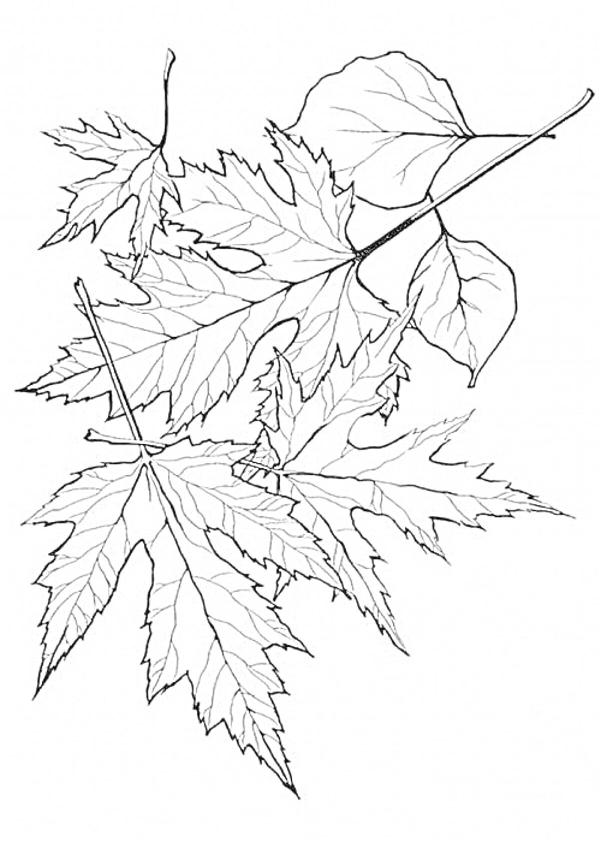 На раскраске изображено: Осень, Природа, Листья, Ботаника, Ветка, Клен, Растения, Кленовые листья, Контурные рисунки