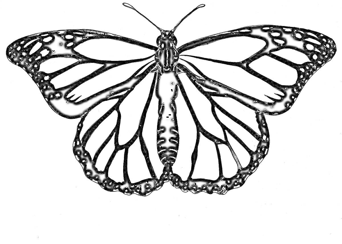 Раскраска Черно-белая бабочка с узорными крыльями