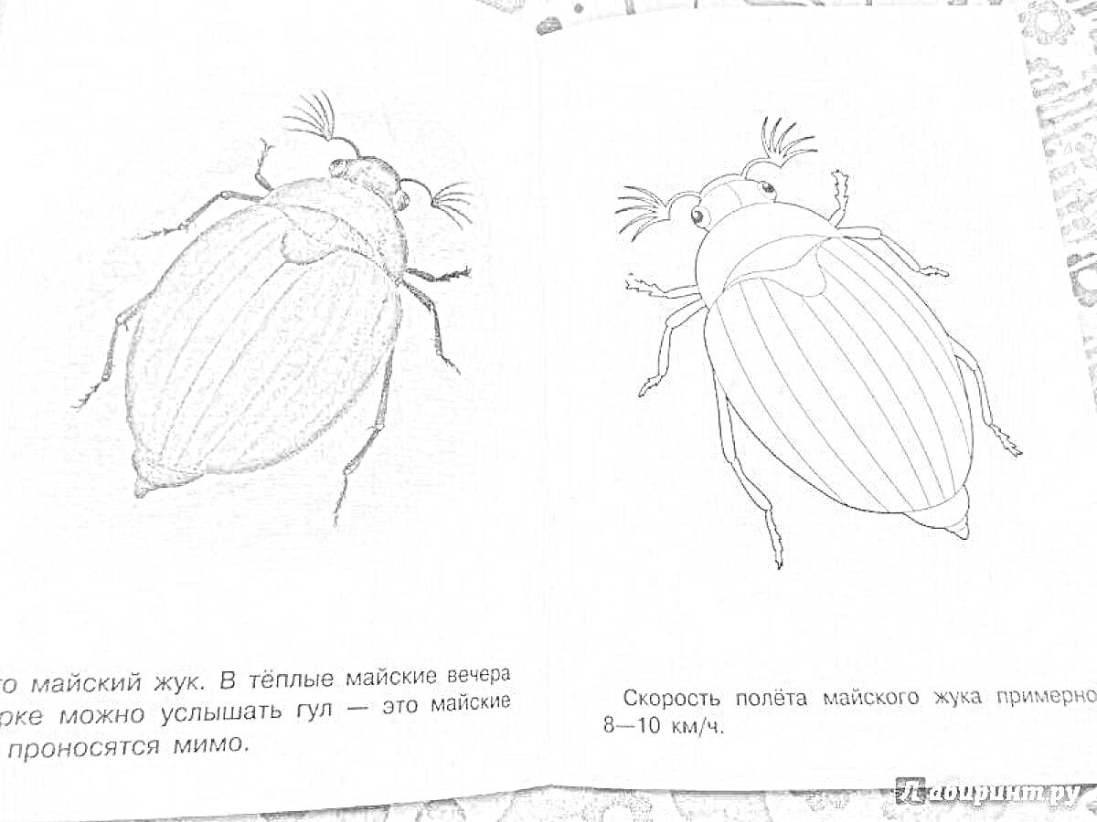 На раскраске изображено: Майский жук, Насекомое, Весна, Природа