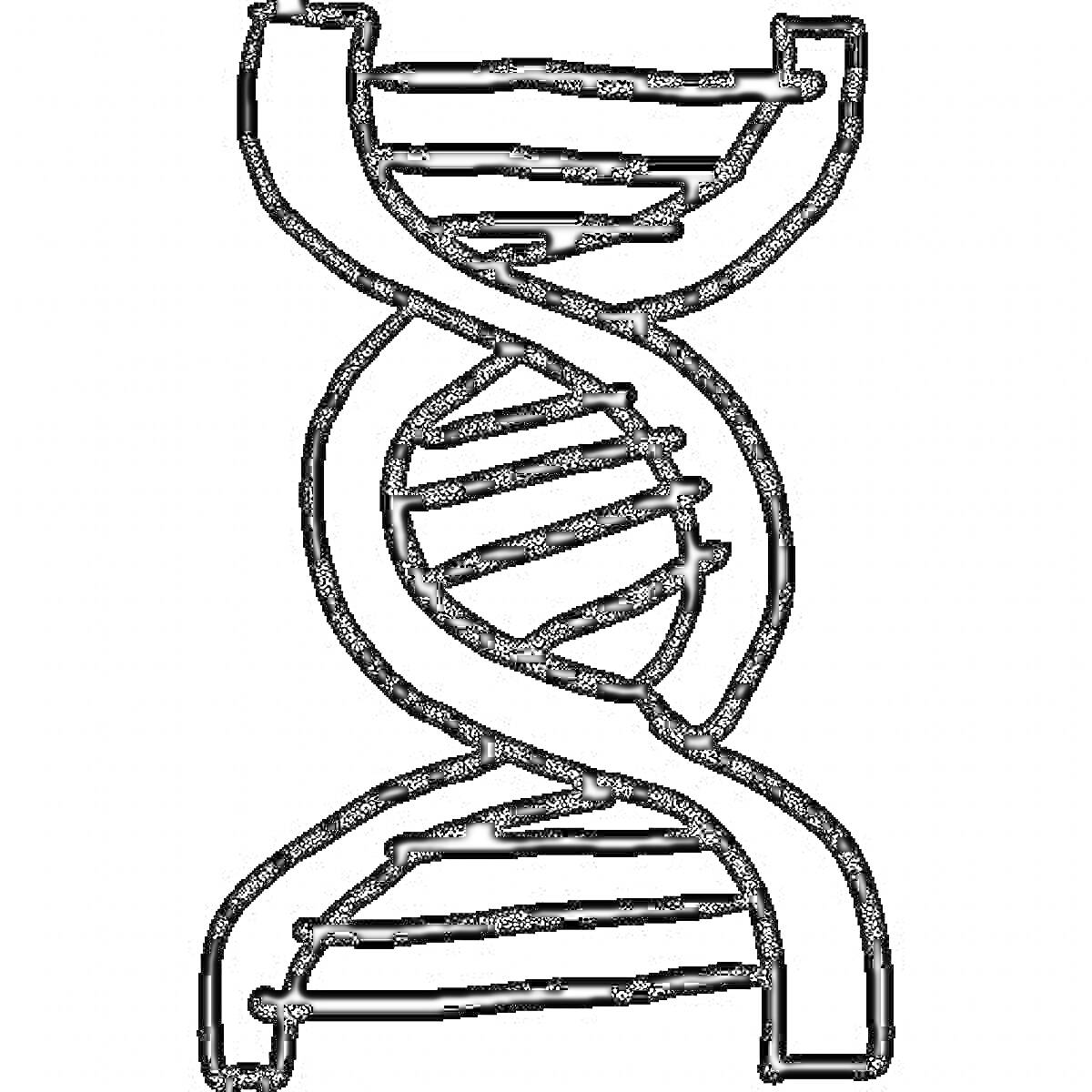 Спираль ДНК с двумя цепями и перекладинами