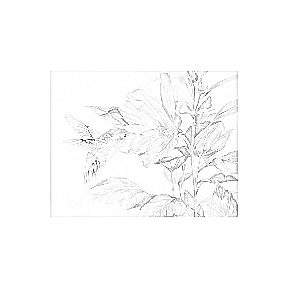 На раскраске изображено: Колибри, Листья, Природа, Птица