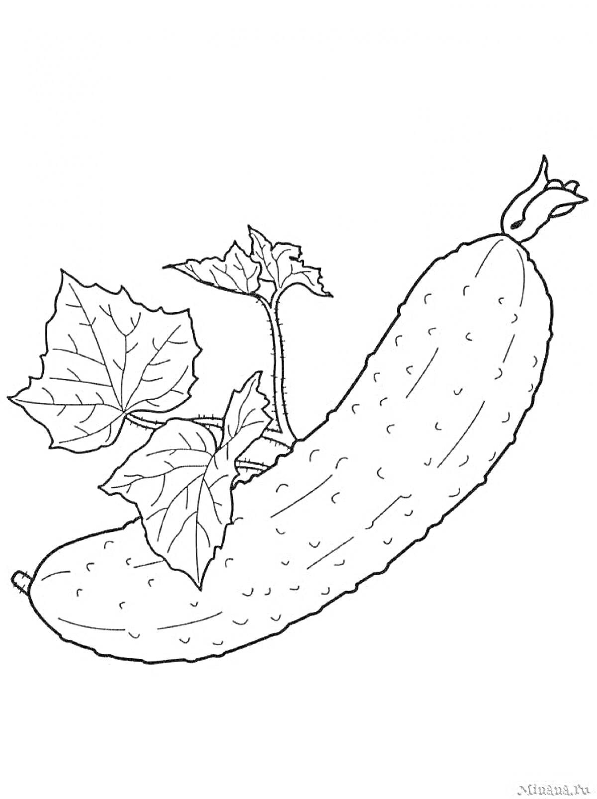 Раскраска Огурец с двумя листьями и маленьким цветком
