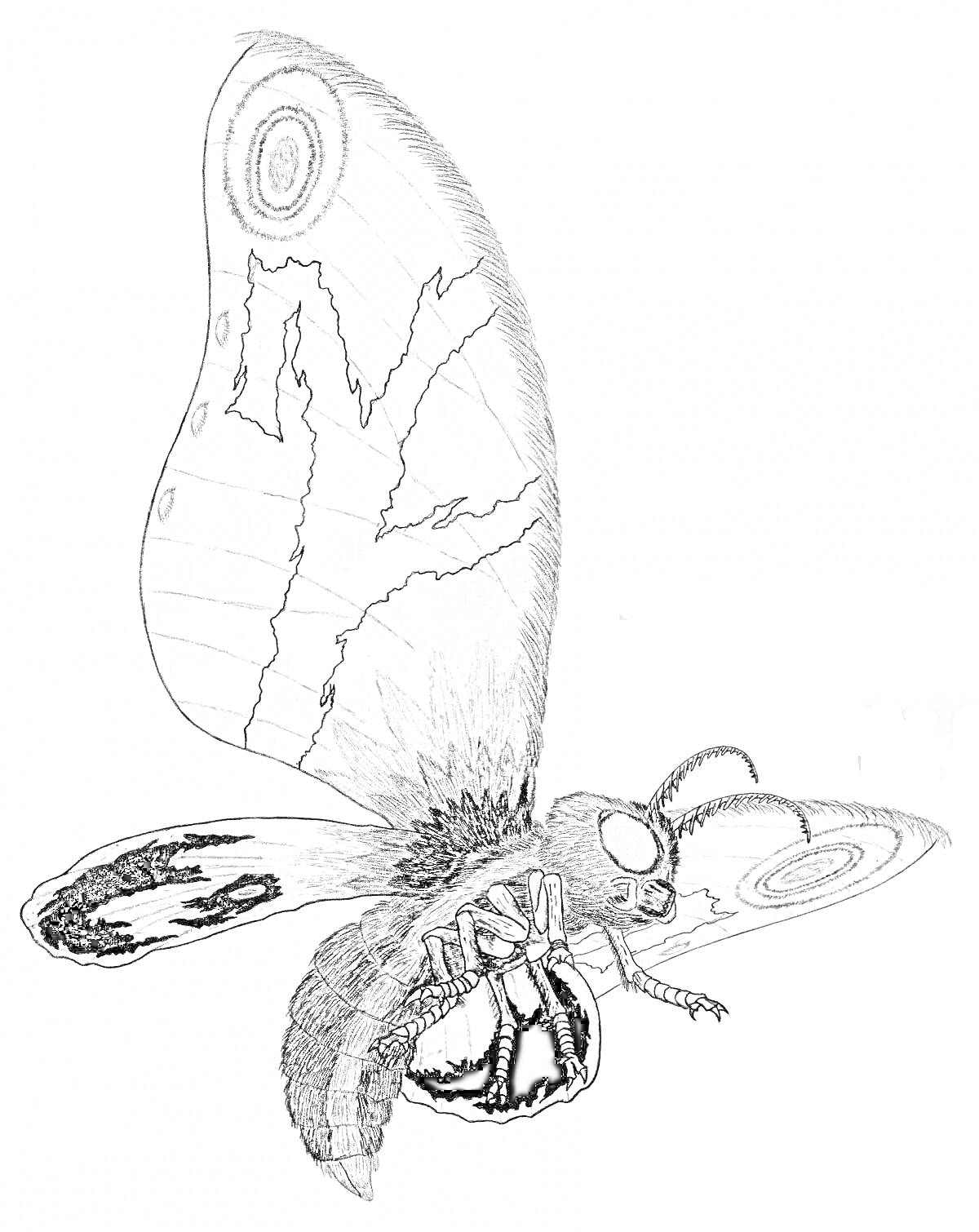 Бабочка мотра с узорчатыми крыльями