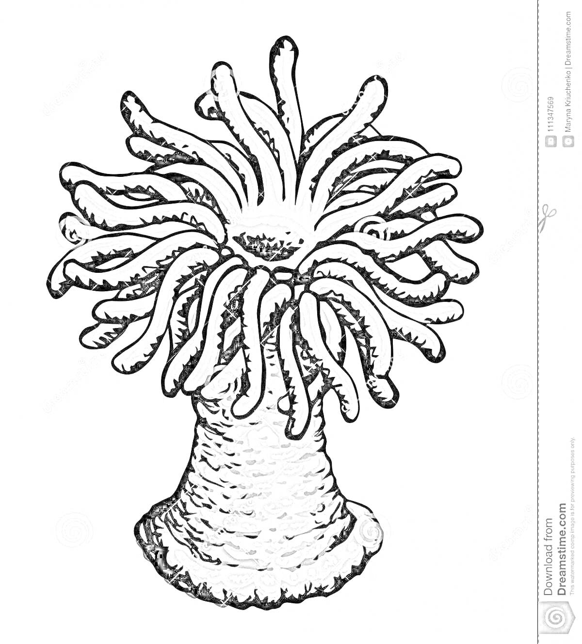 Раскраска Актиния с длинными щупальцами и пышным основанием.