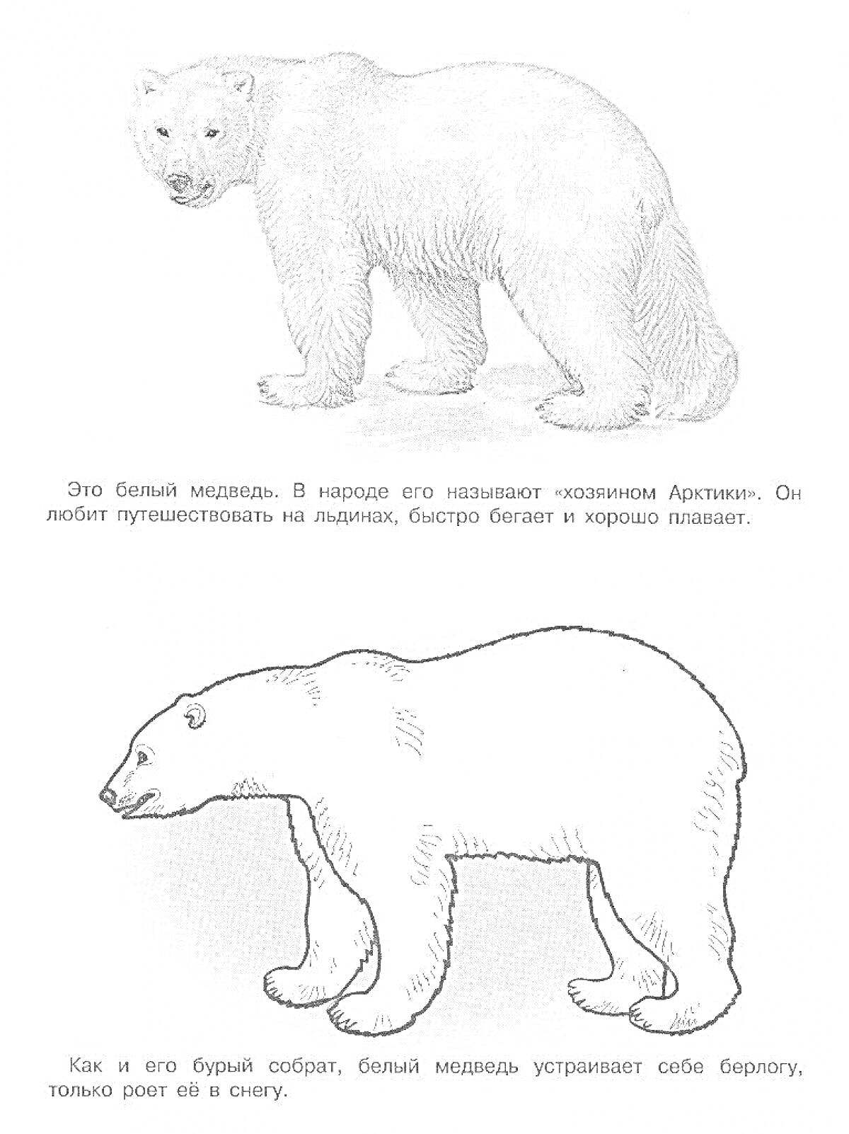 На раскраске изображено: Белый медведь, Арктика, Животные, Медведь, Север, Берлога, Снег, Иллюстрация