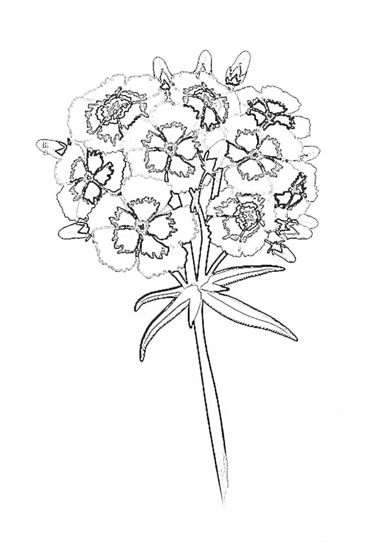 На раскраске изображено: Гвоздика, Стебель, Листья, Для детей, Природа