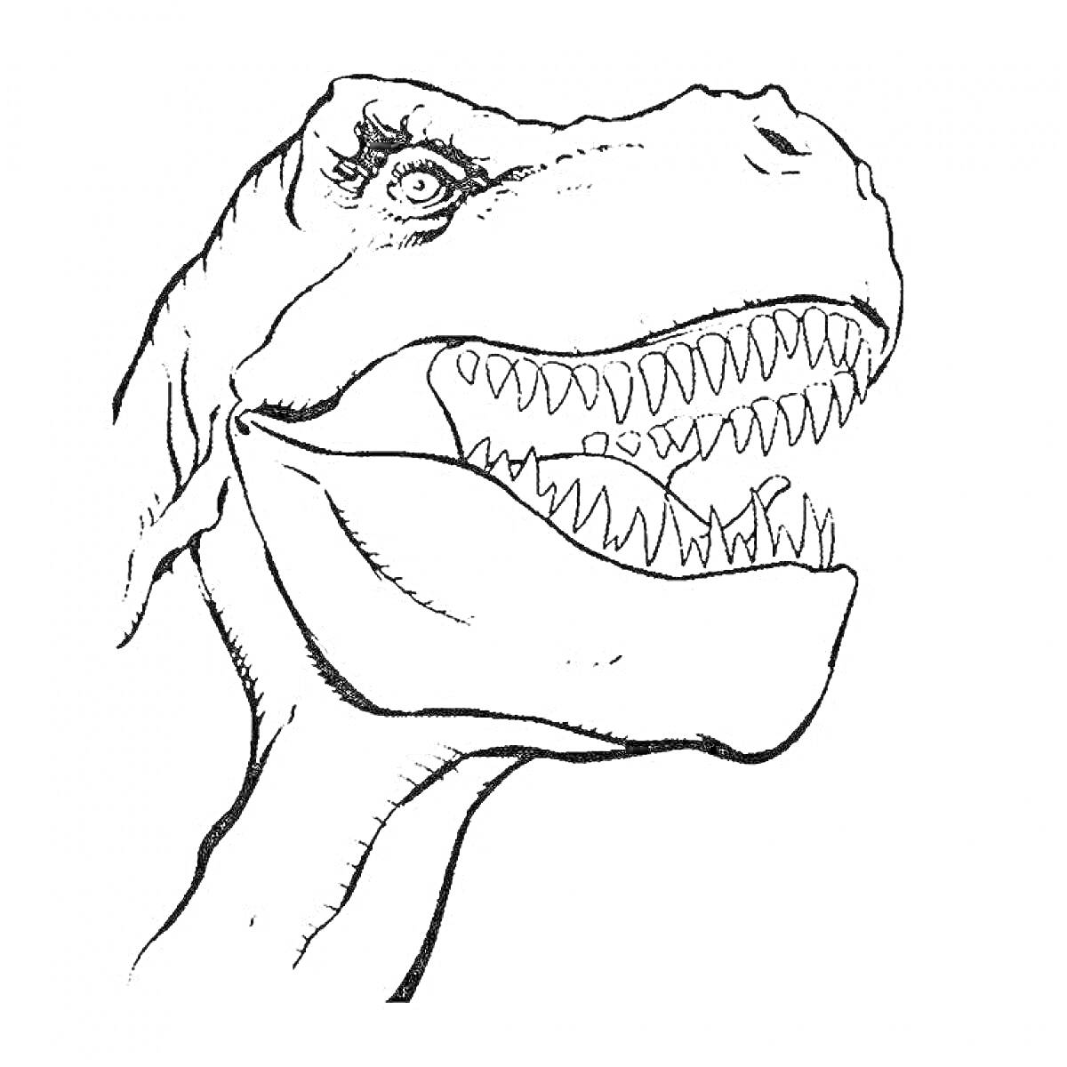 На раскраске изображено: Динозавр, Рекс, Голова, Зубы, Пасть