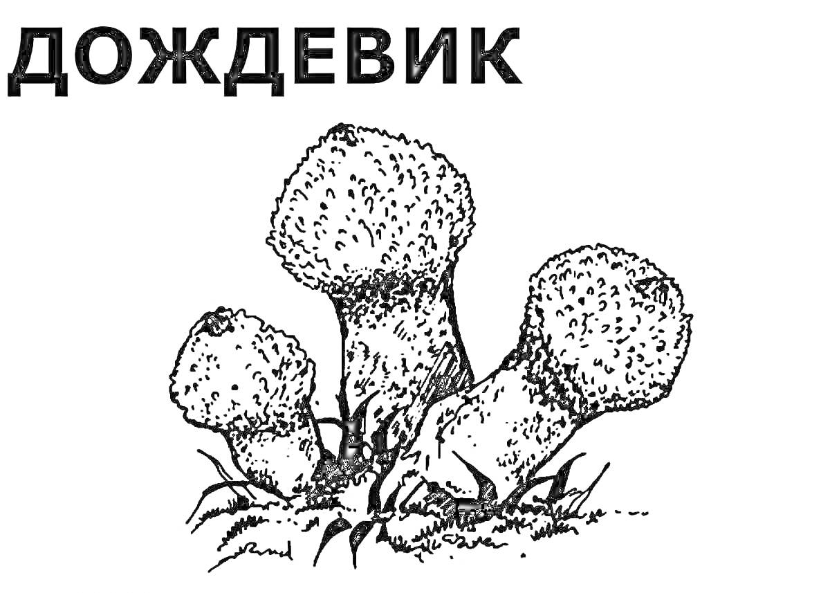 Раскраска дождевик, три гриба с округлыми верхушками и короткими ножками, трава