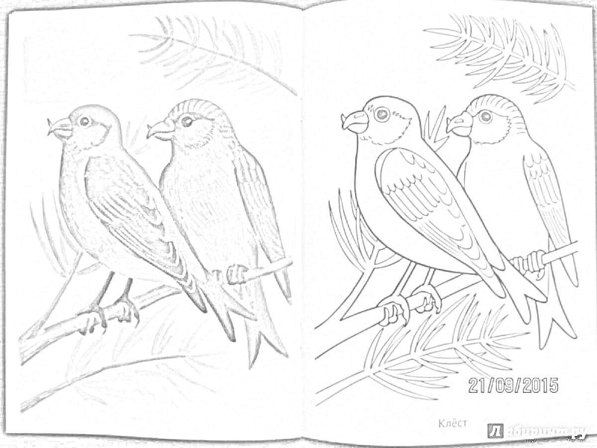 На раскраске изображено: Ветка, Сосна, Зеленый, Природа, Птица, Контурные рисунки