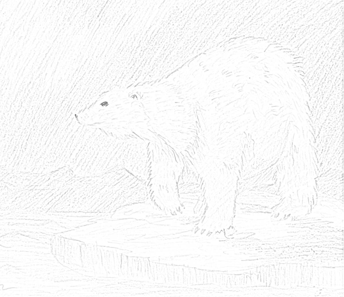 На раскраске изображено: Белый медведь, Северное сияние, Арктика, Льдина, Полярный медведь, Природа, Зима, Снег, Лед