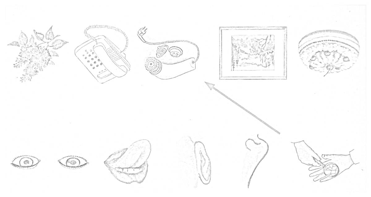 На раскраске изображено: Части тела, Глаза, Язык, Ухо, Нос, Рука, Ладонь, Фотоаппарат, Телефон