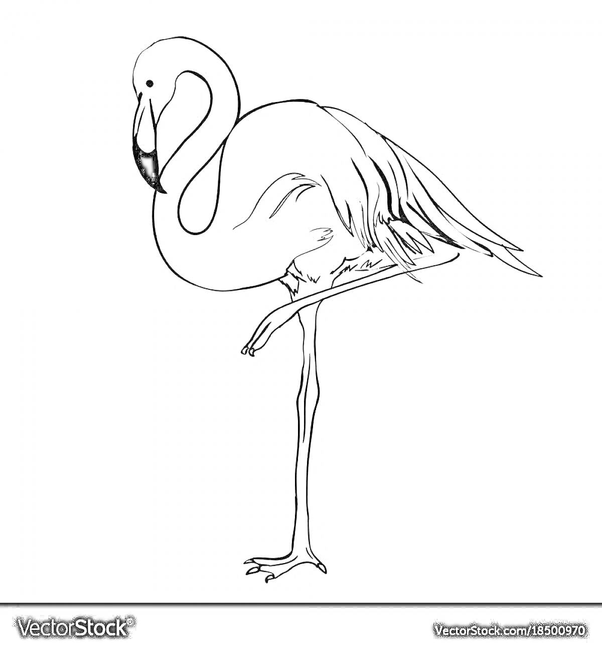 На раскраске изображено: Фламинго, Птица, Стоящая на одной ноге, Зоопарк, Розовый фламинго, Природа, Животные