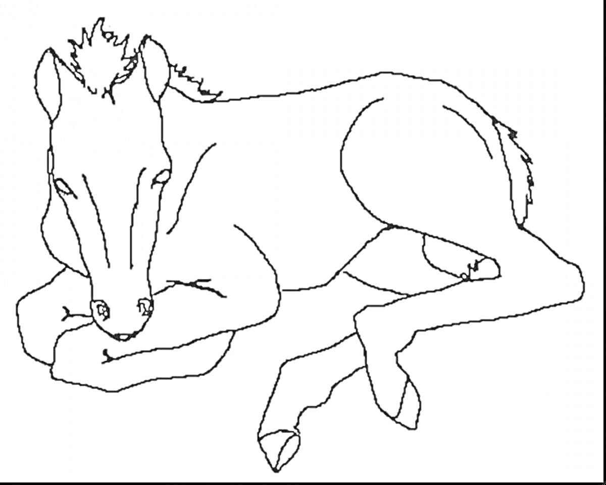 Раскраска Лежащая лошадь с гривой и хвостом.