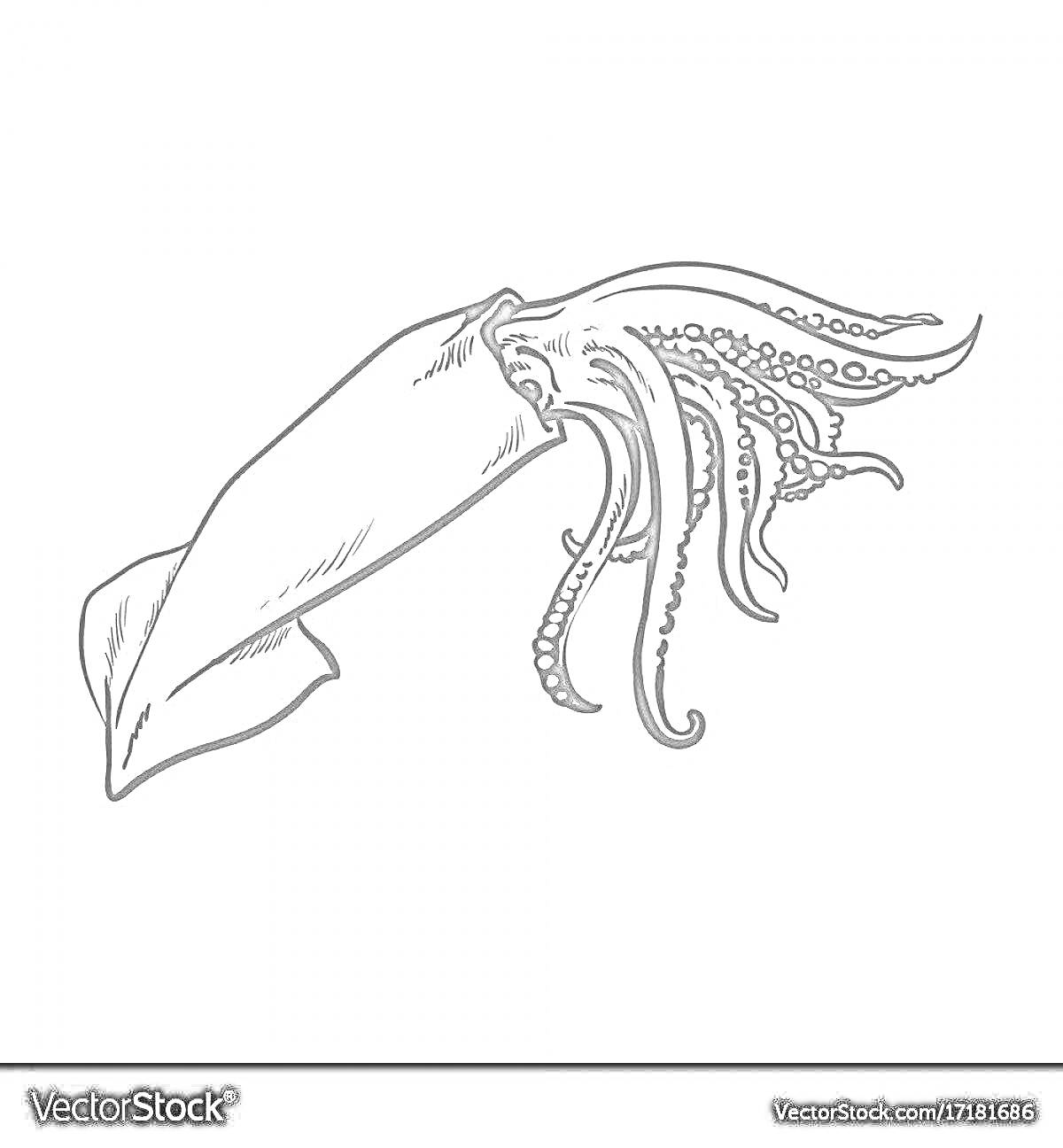 Раскраска Гигантский кальмар с щупальцами на белом фоне