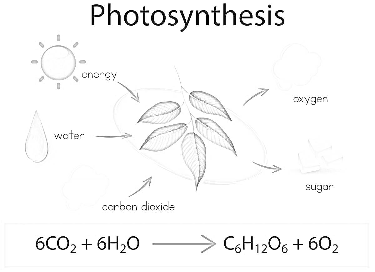 На раскраске изображено: Фотосинтез, Энергия, Вода, Углекислый газ, Кислород, Сахар, Листья, Формула