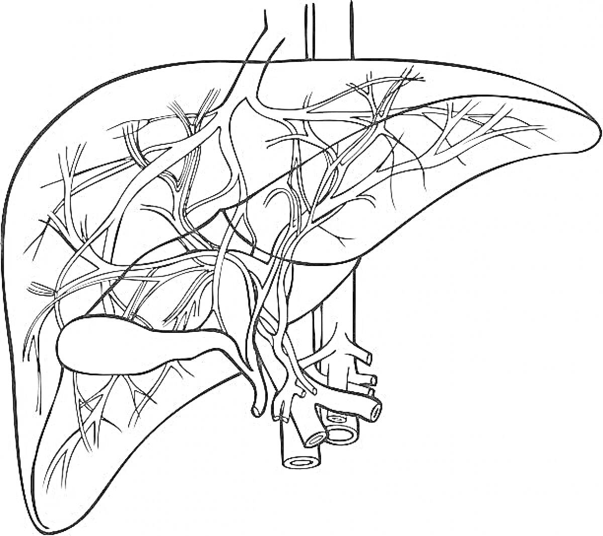 Раскраска Печень с желчным пузырем и кровеносными сосудами