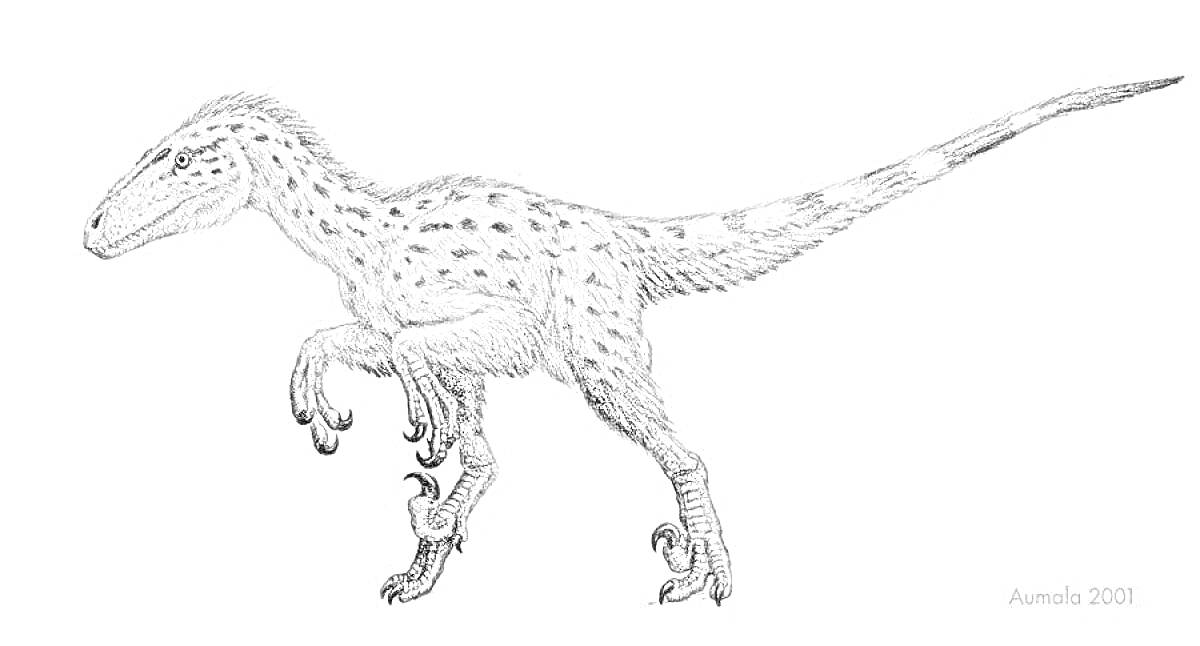 Раскраска Дейноних, динозавр с когтями, изображение сбоку