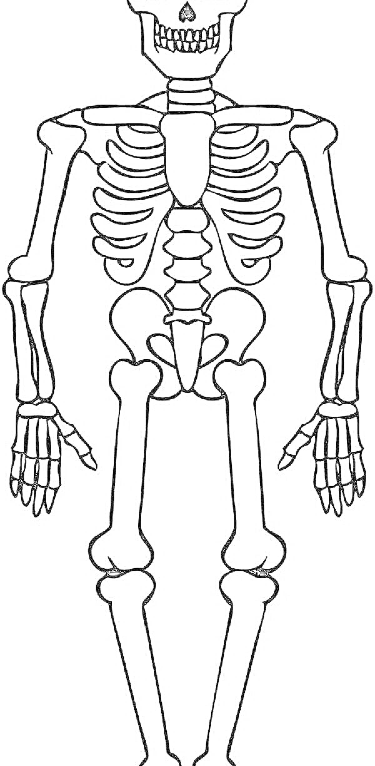 На раскраске изображено: Скелет, Человек, Кости, Анатомия, Череп, Позвоночник, Руки, Ноги