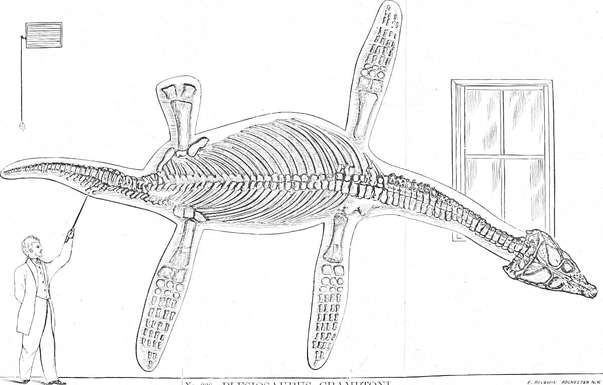 Раскраска Плезиозавр и человек, указывающий на скелет, окно, флаг