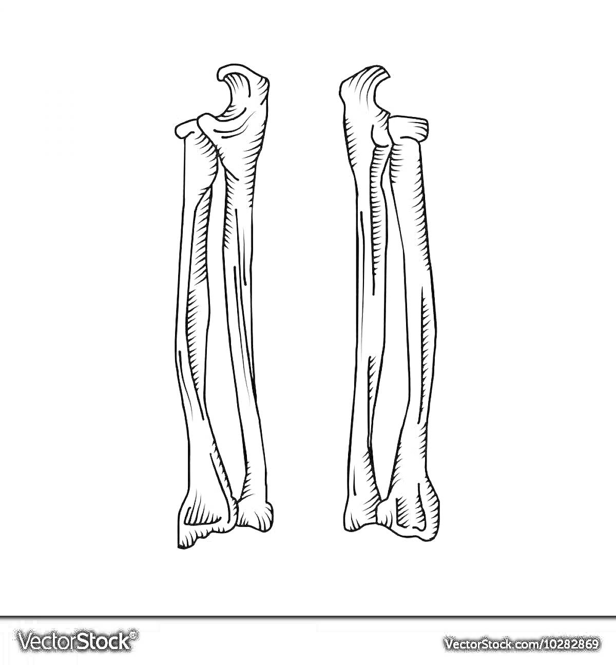 Раскраска Две длинные кости, изображенные рядом друг с другом