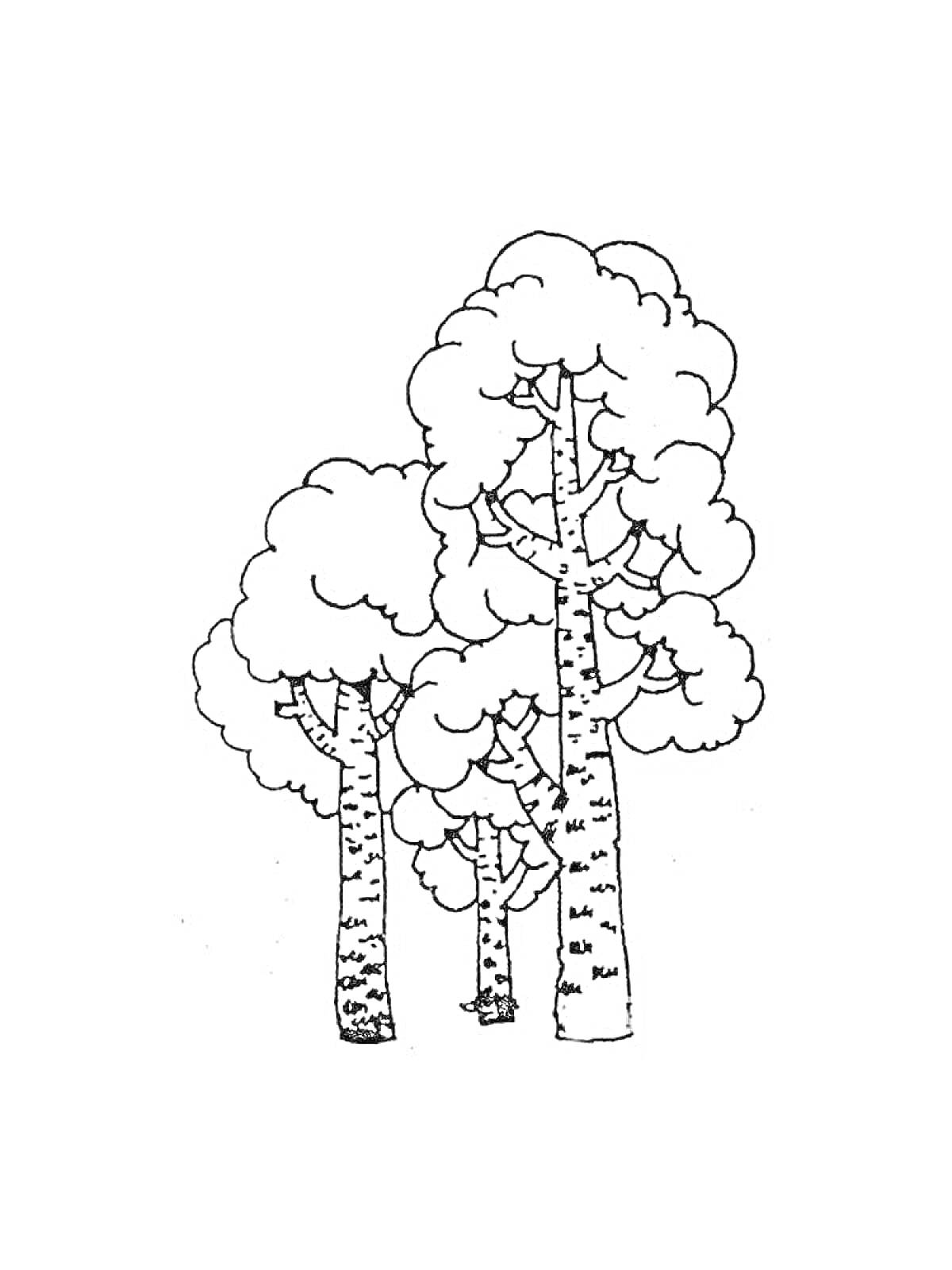На раскраске изображено: Береза, Природа, Листья, Стволы, Лес, Растения