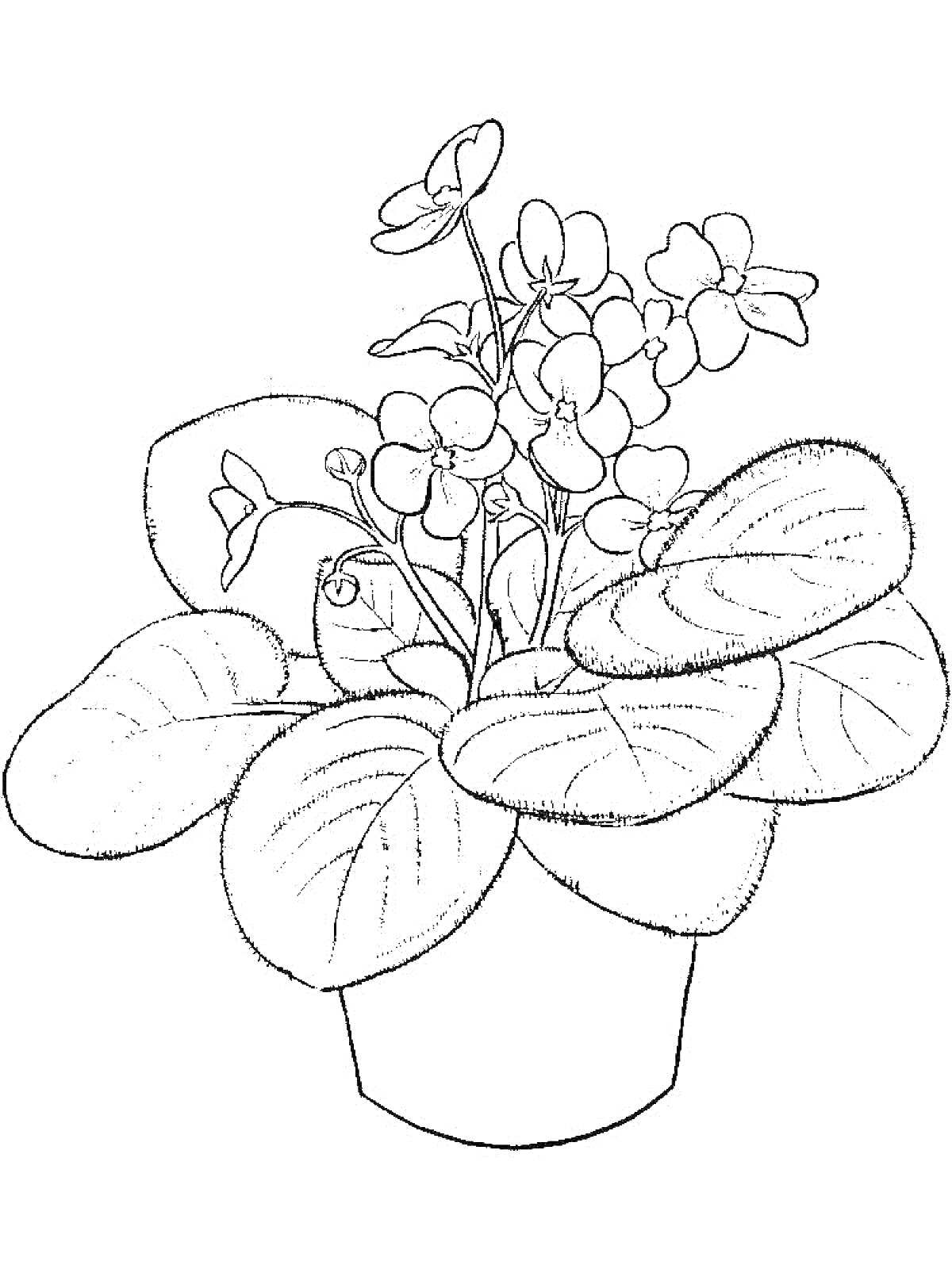 Раскраска Фиалка в горшке с листьями и цветами