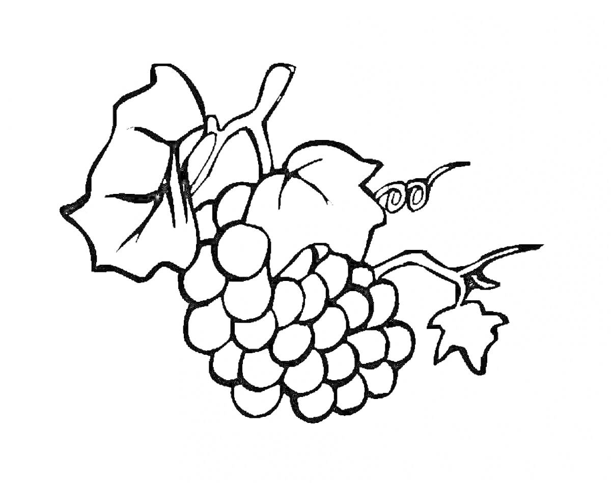 На раскраске изображено: Виноград, Листья, Гроздь, Растения, Фрукты, Контурные рисунки
