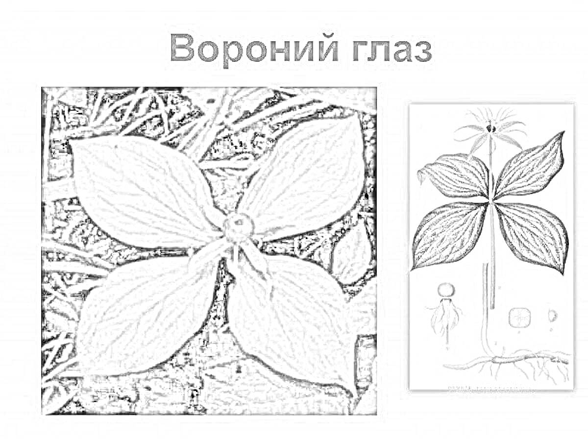 Раскраска Вороний глаз - растение с четырьмя крупными листьями и ягодой в центре, рядом ботаническая иллюстрация с деталями растения.