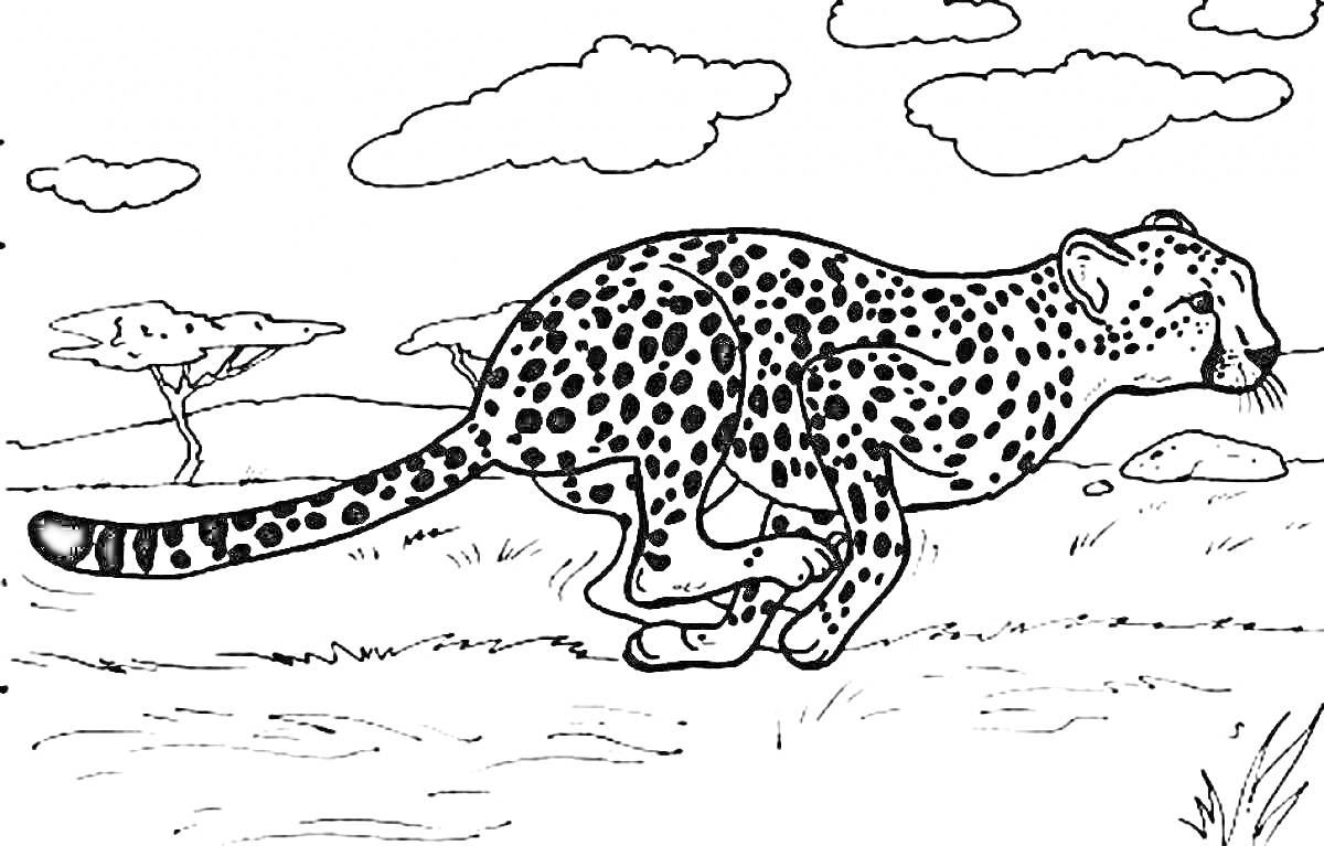 Гепард на охоте в саванне, бегущий по траве на фоне деревьев и облаков