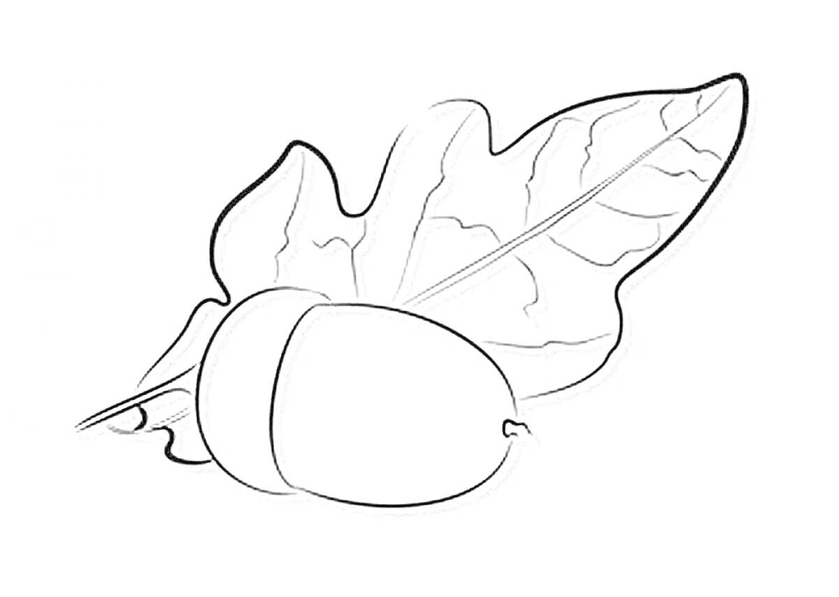 На раскраске изображено: Листья, Дуб, Природа, Осень